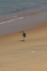 Numenius phaeopus