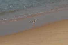 Tringa totanus