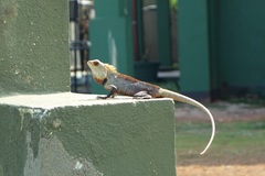 Calotes versicolor