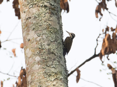 Chloropicus xantholophus