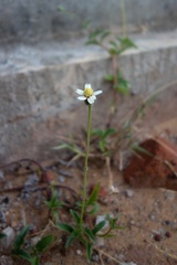 Tridax procumbens