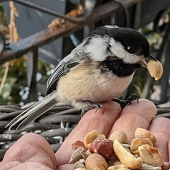 Poecile atricapillus