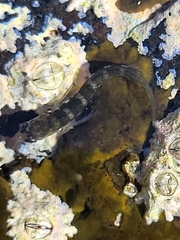 Microlipophrys caboverdensis