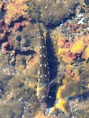 Microlipophrys caboverdensis