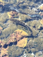 Microlipophrys caboverdensis