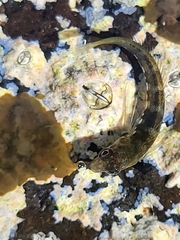 Microlipophrys caboverdensis