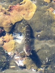 Microlipophrys caboverdensis