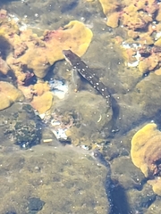 Microlipophrys caboverdensis