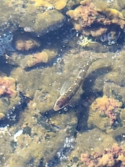 Microlipophrys caboverdensis
