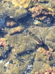 Microlipophrys caboverdensis