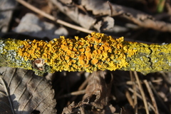 Xanthoria parietina
