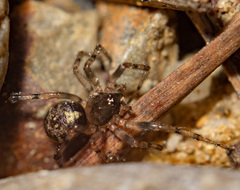 Enoplognatha mandibularis