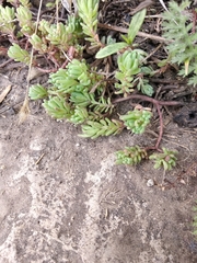 Sedum pallidum