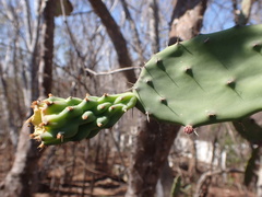 Opuntia dejecta