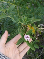 Lippia junelliana