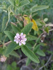 Lippia junelliana