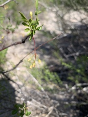 Bursera laxiflora