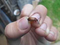 Pseudocistela ceramboides