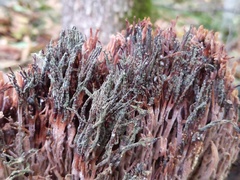 Mycogone calospora