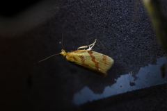 Clepsis pallidana