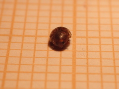 Scymnus subvillosus