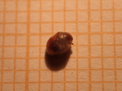 Scymnus subvillosus