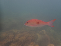 Lethrinus harak