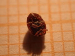 Scymnus subvillosus