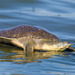 Spiny Softshell Turtle - Photo (c) greg2, some rights reserved (CC BY-NC), uploaded by Greg Lasley