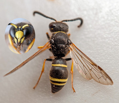 Ancistrocerus trifasciatus