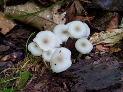 Clitocybula abundans