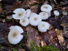 Clitocybula abundans