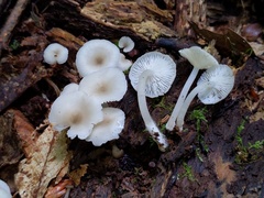 Clitocybula abundans