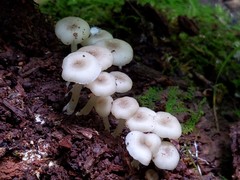 Clitocybula abundans