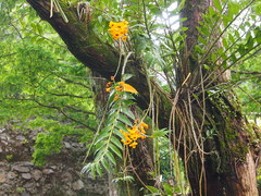 Dendrobium fimbriatum