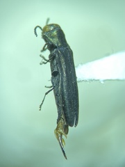 Agrilus geminatus