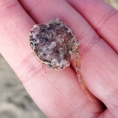 Liocarcinus navigator