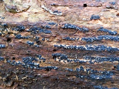 Rosellinia subiculata