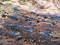 Rosellinia subiculata