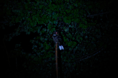 Caprimulgus atripennis