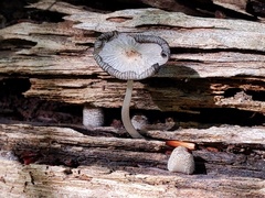 Coprinopsis jonesii