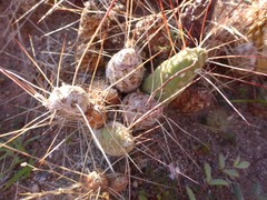 Maihueniopsis camachoi