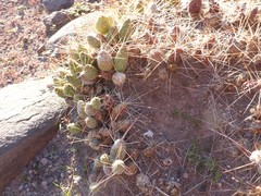 Maihueniopsis camachoi