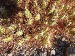 Maihueniopsis camachoi