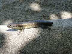 Trachylepis comorensis