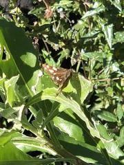 Metisella metis