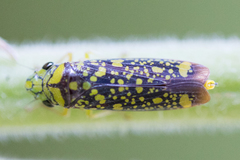 Aulacizes conspersa