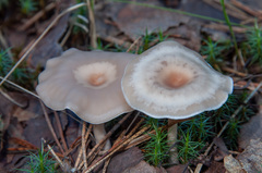 Clitocybe diatreta