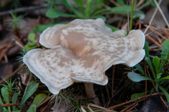 Clitocybe diatreta