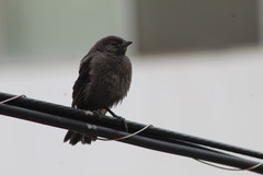 Molothrus bonariensis bonariensis